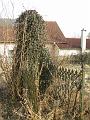 IMG_9640a